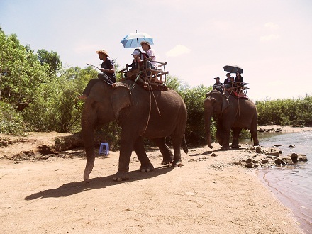 Tiến vào rừng...
