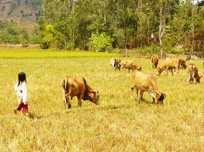 Những xô đất được đổ ra ngoài chất thành đống cao đồ sộ nhưng... nước thì vẫn chưa tìm thấy.