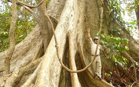 Bộ gốc đồ sộ ước tính trên 20 thanh niên ôm không xuể.