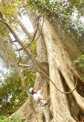 Bộ gốc đồ sộ ước tính trên 20 thanh niên ôm không xuể.