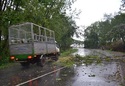Bẫy cây cao su trên quốc lộ 14 khiến giao thông gặp khó