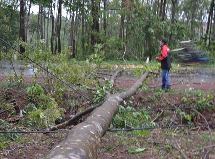Thân cây cao su lớn đổ đè của dây điện, cản trở giao thông trên quốc lộ 14.