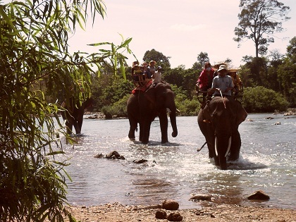 Học bảo tồn voi nhà vì sốt ruột với việc mất dần đàn voi