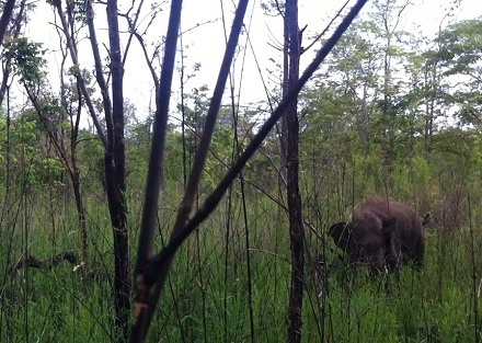 Nhọc nhằn “giải cứu” chú voi hoang dã 6 tuổi bị dính bẫy thú - 3 Chú voi hoang dã bị dính bẫy thường xuyên di chuyển nên gây khó khăn cho lực lượng cứu hộ.