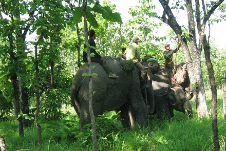 Đoàn cứu hộ khống chế voi rừng.