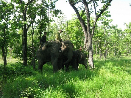 Vết thương ở vòi voi rừng đã bắt đầu hết viêm nhiễm, trong quá trình lành lặn.