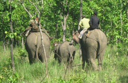 Áp giải voi rừng về chữa trị.
