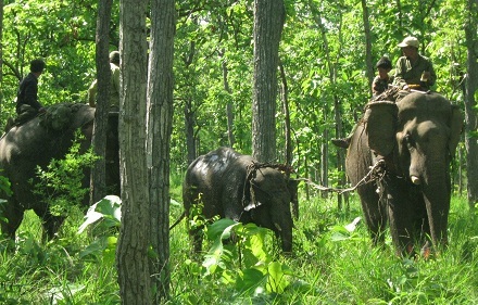 Khống chế voi rừng giữa rừng sâu