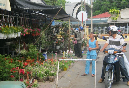 Hoa kiểng, gà cảnh “phát sốt” những ngày cuối năm - 1 Hoa kiểng, gà cảnh “phát sốt” những ngày cuối năm - 1