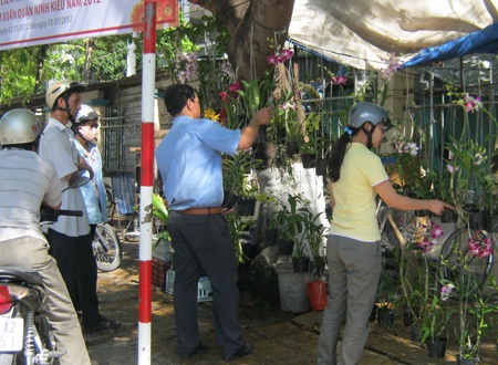 Hoa kiểng, gà cảnh “phát sốt” những ngày cuối năm - 4 Hoa kiểng, gà cảnh “phát sốt” những ngày cuối năm - 4