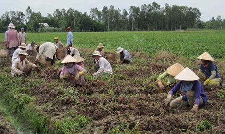 Nông dân hối hả thu hoạch nông sản chạy lũ - 2 Nông dân hối hả thu hoạch nông sản chạy lũ - 2