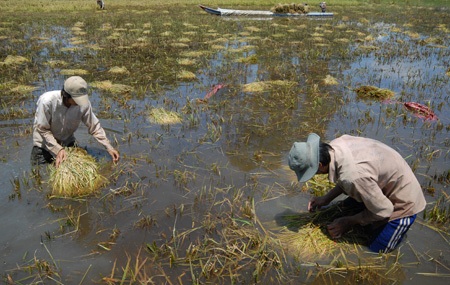Nông dân hối hả thu hoạch nông sản chạy lũ - 1 Nông dân hối hả thu hoạch nông sản chạy lũ - 1