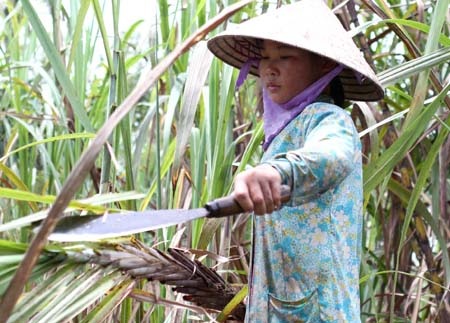 Nông dân hối hả thu hoạch nông sản chạy lũ - 3 Nông dân hối hả thu hoạch nông sản chạy lũ - 3