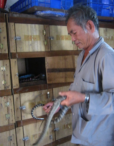 Nuôi 500 con rắn hổ hèo trong... tủ gỗ - 1 Nuôi 500 con rắn hổ hèo trong... tủ gỗ - 1