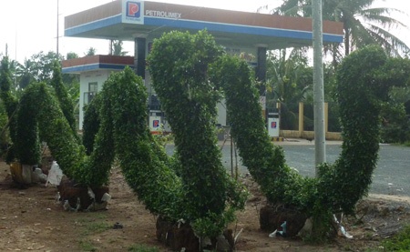 Hoa kiểng, gà cảnh “phát sốt” những ngày cuối năm - 2 Hoa kiểng, gà cảnh “phát sốt” những ngày cuối năm - 2