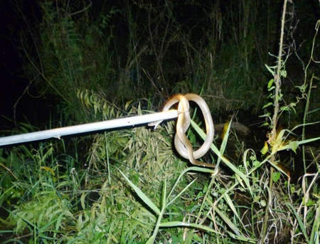 Những nghề “ăn theo” mùa nước nổi - 6