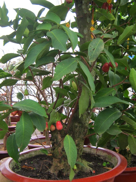 Những cây kiểng có “ngoại hình” độc đáo ở chợ miền Tây - 10