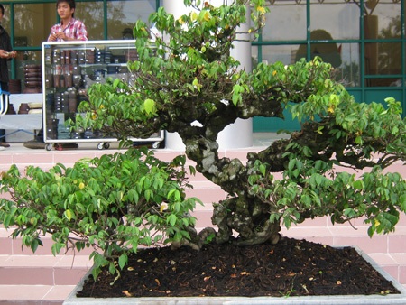 Cây, hoa hiếm lạ quy tụ tại Cần Thơ - 10