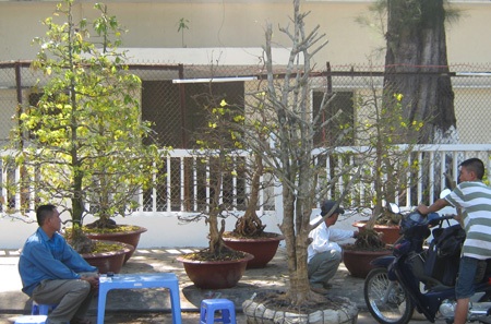 Hoa, quả, bánh kẹo xả hàng chiều 29 Tết - 11