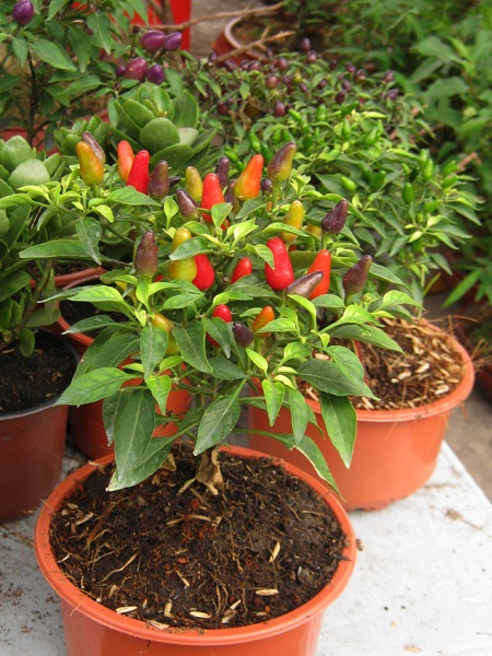 Những cây kiểng có “ngoại hình” độc đáo ở chợ miền Tây - 11