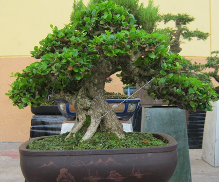 Cây, hoa hiếm lạ quy tụ tại Cần Thơ - 11