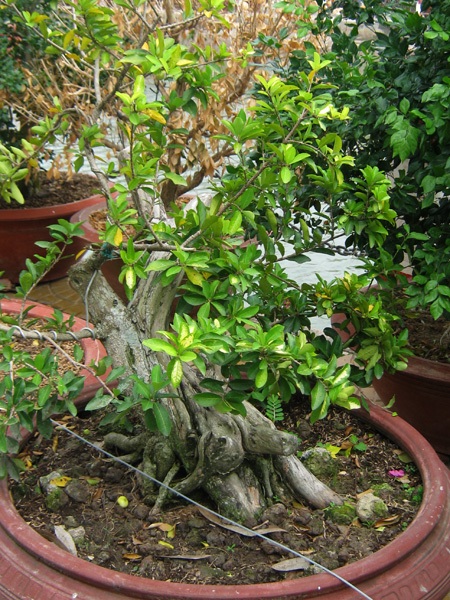 Những cây kiểng có “ngoại hình” độc đáo ở chợ miền Tây - 12