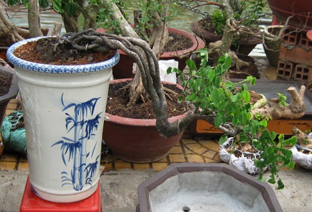 Những cây kiểng có “ngoại hình” độc đáo ở chợ miền Tây - 13