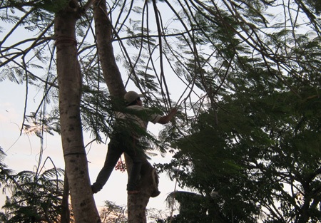 Hốt bạc nhờ nghề “cứu hộ” diều - 1