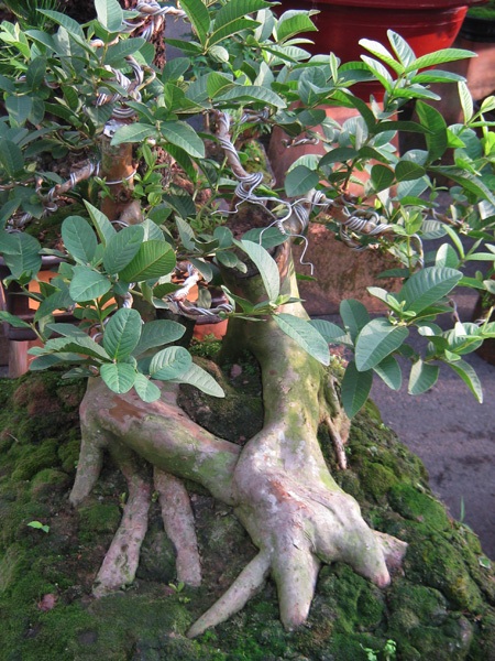 Cây, hoa hiếm lạ quy tụ tại Cần Thơ - 1