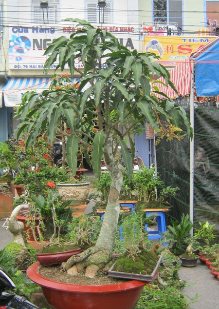 Những cây kiểng có “ngoại hình” độc đáo ở chợ miền Tây - 2