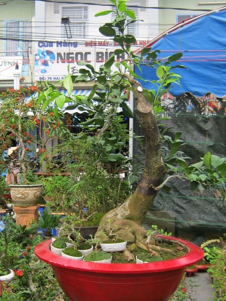 Những cây kiểng có “ngoại hình” độc đáo ở chợ miền Tây - 3