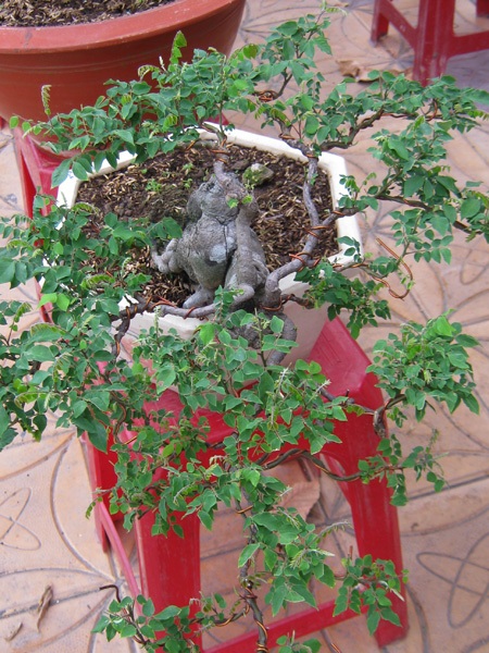 Cây, hoa hiếm lạ quy tụ tại Cần Thơ - 2