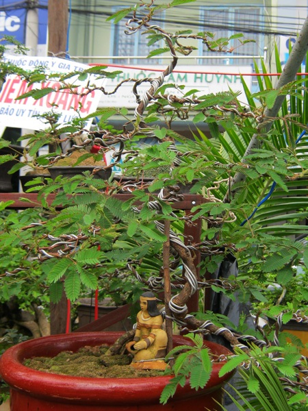 Những cây kiểng có “ngoại hình” độc đáo ở chợ miền Tây - 4