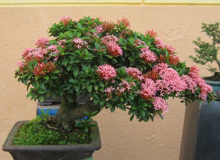 Cây, hoa hiếm lạ quy tụ tại Cần Thơ - 3