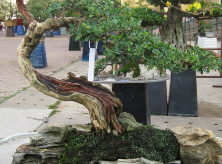 Cây, hoa hiếm lạ quy tụ tại Cần Thơ - 4