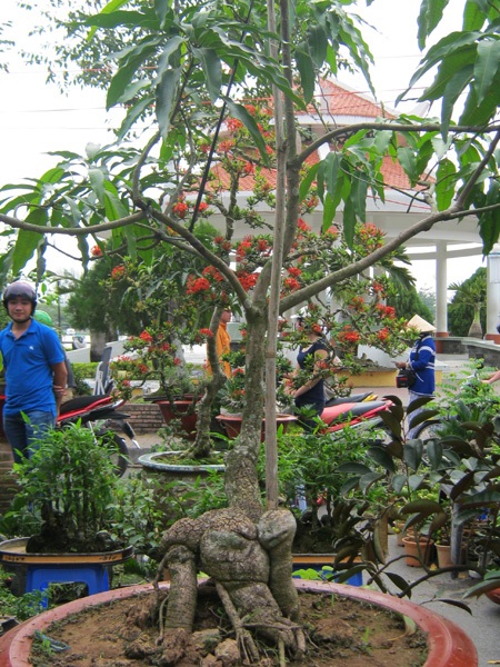 Những cây kiểng có “ngoại hình” độc đáo ở chợ miền Tây - 5