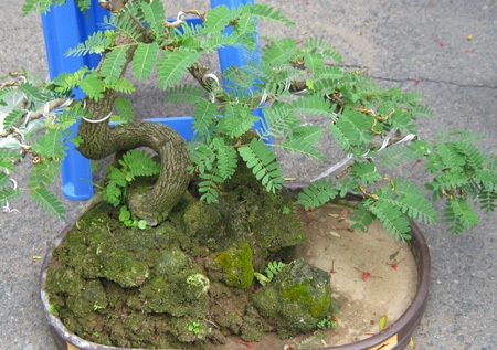 Những cây kiểng có “ngoại hình” độc đáo ở chợ miền Tây - 6