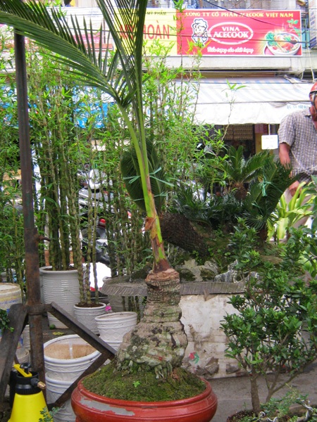 Những cây kiểng có “ngoại hình” độc đáo ở chợ miền Tây - 7