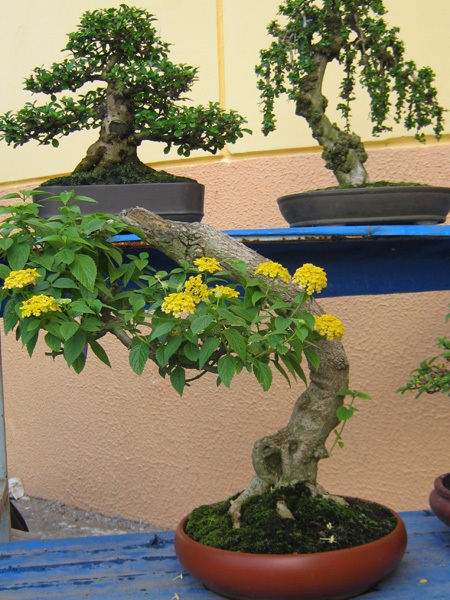 Cây, hoa hiếm lạ quy tụ tại Cần Thơ - 6