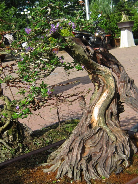 Cây, hoa hiếm lạ quy tụ tại Cần Thơ - 7