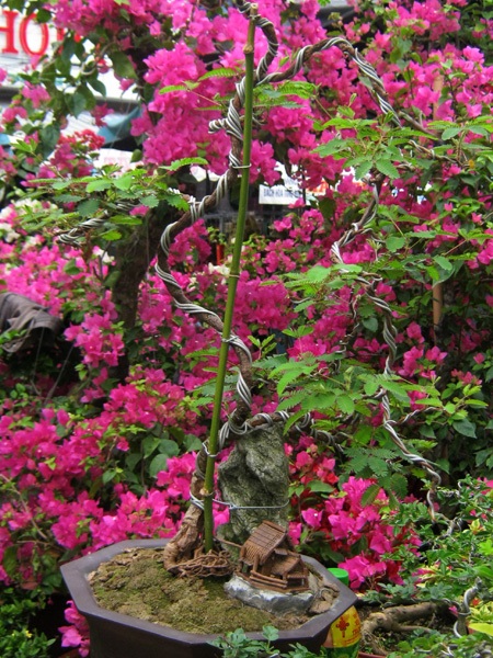 Những cây kiểng có “ngoại hình” độc đáo ở chợ miền Tây - 8