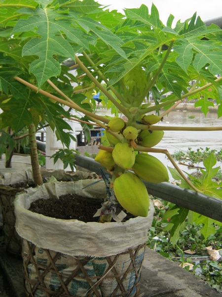 Những cây kiểng có “ngoại hình” độc đáo ở chợ miền Tây - 9