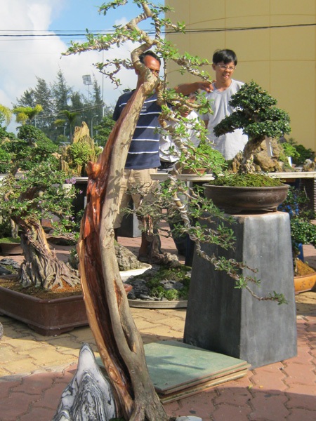 Cây, hoa hiếm lạ quy tụ tại Cần Thơ - 8