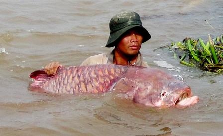 Sinh sản nhân tạo thành công giống cá nằm trong sách đỏ - 1 Sinh sản nhân tạo thành công giống cá nằm trong sách đỏ