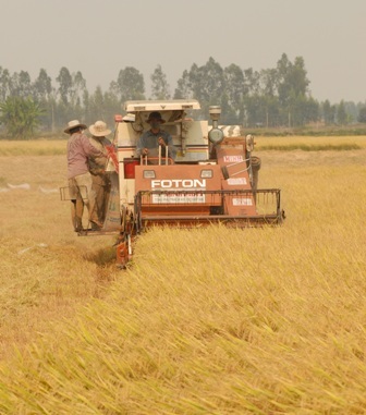 Tổn thất 13.700 tỷ đồng mỗi năm sau thu hoạch