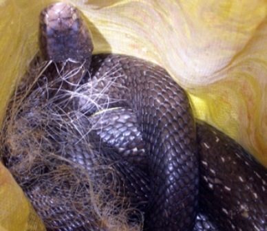 Bắt được rắn hổ khủng