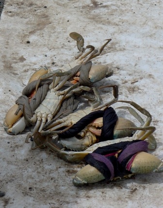 Nhiều người chẳng biết mua nhầm cua non nên về nhà ăn cua như ăn bột