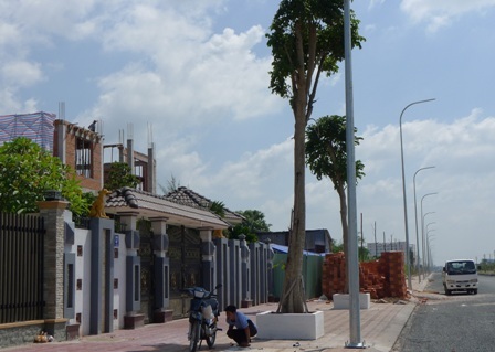 Đại gia “thiếu đất” lấy vỉa hè làm... vườn nhà - 6 Một cây cổ thụ được trồng trước ngôi biệt thự số 49