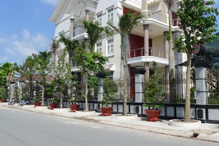 Đại gia “thiếu đất” lấy vỉa hè làm... vườn nhà - 1 Đại gia tận dụng hành lang đường trồng cây và để chậu mai vàng