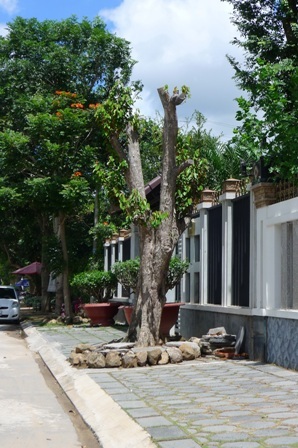 Đại gia “thiếu đất” lấy vỉa hè làm... vườn nhà - 5 Một cây cổ thụ được trồng trước ngôi biệt thự số 49